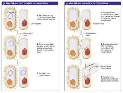 General Biology Study Guide: Prokaryotes, Diversity & Metabolism | Notes