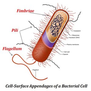 General Biology Study Guide: Prokaryotes, Diversity & Metabolism | Notes