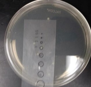 Small bacterial colony (fitness < 1)