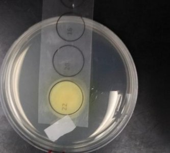 Large bacterial colony (fitness = 1)