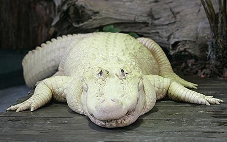 Leucistic American Alligator