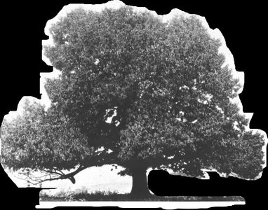 American chestnut tree