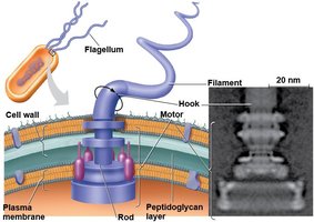 Structure of bacterial flagellum