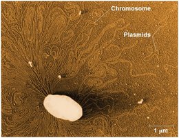 Prokaryotic chromosome and plasmids