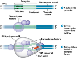 Eukaryotic transcription process for comparison