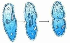 Binary fission in prokaryotes