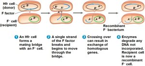 Hfr cell conjugation and recombination