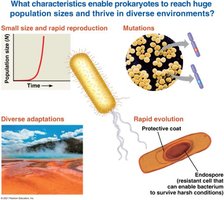 Diagram showing factors enabling prokaryotic adaptation: rapid reproduction, mutations, diverse adaptations, and endospores