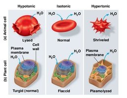 Effects of hypotonic, isotonic, and hypertonic environments on animal and plant cells