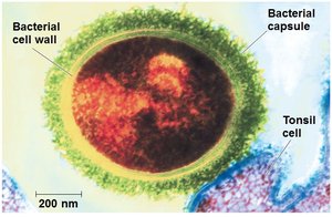 Bacterial cell with capsule