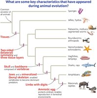 Key characteristics of animal evolution