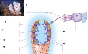 Sponge anatomy and water flow