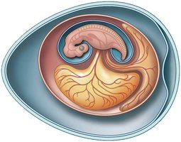 Amniotic egg and extraembryonic membranes