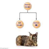 X inactivation and mosaicism in cats