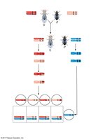 Crossing over and recombination