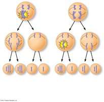 Nondisjunction in meiosis