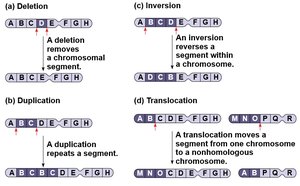 Types of chromosomal structural changes