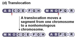 Translocation and Philadelphia chromosome