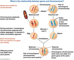 Relationship between genes and chromosomes