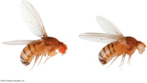 Wild type and mutant fruit flies
