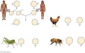 Systems of sex determination
