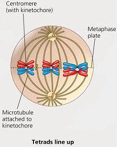 Tetrads aligned at the metaphase plate during Metaphase I