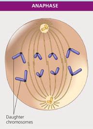Homologous chromosomes separating during Anaphase I