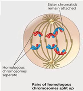 Telophase I and cytokinesis showing cleavage furrow and chromosome sets