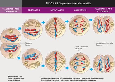 Overview of Meiosis II stages