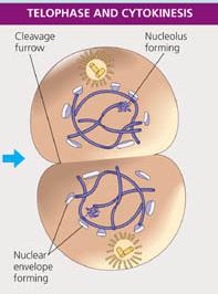 Diagram comparing mitosis and meiosis