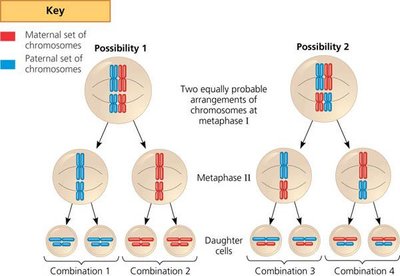 Diagram illustrating independent assortment of chromosomes