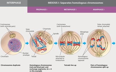 Diagram of G2 phase of Interphase showing duplicated chromosomes and centrosomes