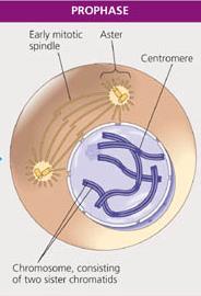 Homologous chromosomes pairing and crossing over during Prophase I