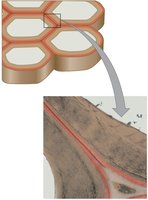 Diagram of plant cell walls and middle lamella