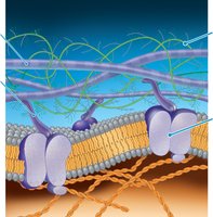 Diagram of the extracellular matrix (ECM) in animal cells