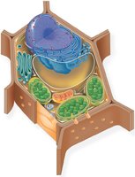 Diagram of a generalized plant cell with labeled organelles