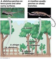 Resource partitioning by Anolis lizards