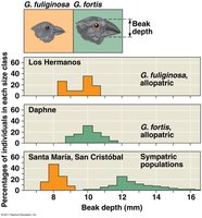 Character displacement in Geospiza finches
