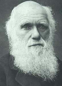 Portrait of an elderly man with a white beard