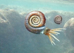 Living ammonite