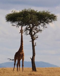 Three giraffes of increasing neck length