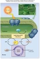 Overview of photosynthesis stages
