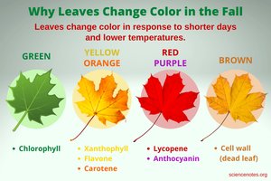 Leaf pigment colors and their roles