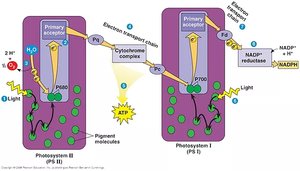 Photosystems I and II electron transport