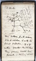 Darwin's original evolutionary tree sketch