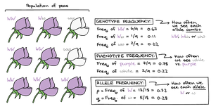 Genotype and phenotype frequencies in a flower population
