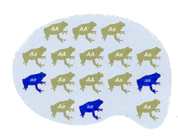 Genotype distribution in a frog population