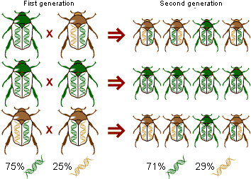 Microevolution: change in allele frequencies over generations in beetles