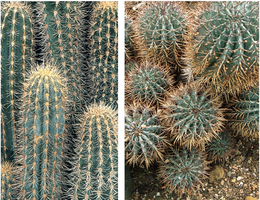 Milk barrel cactus and Saguaro cactus comparison