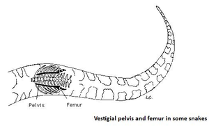 Vestigial pelvis and femur in some snakes